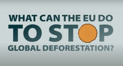 5 loopholes in the EU deforestation regulation