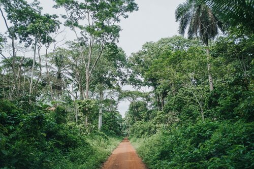 Blog: What can the EU do to curb corruption in the forest sector?