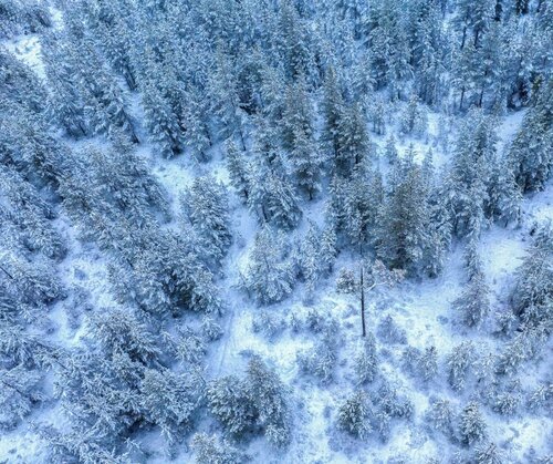 Protect the Forest Sweden’s new online tool makes forest monitoring accessible
