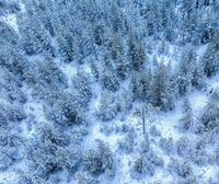 Protect the Forest Sweden’s new online tool makes forest monitoring accessible