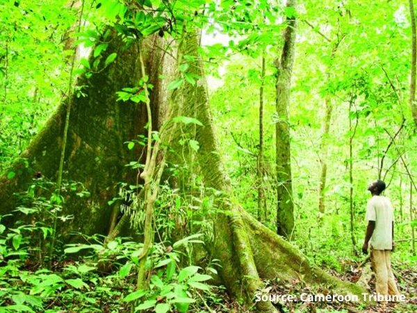 The Congo Basin Forest Partnership: a powerful force to save Central Africa’s forests?