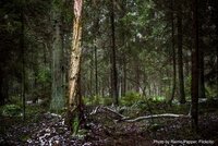 Beyond LULUCF: Legal cover for a shrinking EU forest sink