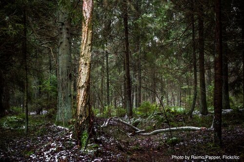 Beyond LULUCF: Legal cover for a shrinking EU forest sink