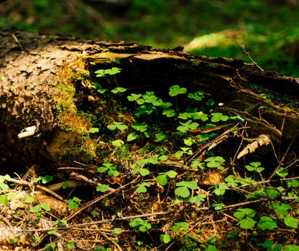 EU forests: Information is essential for fair and successful implementation