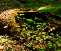 EU forests: Information is essential for fair and successful implementation
