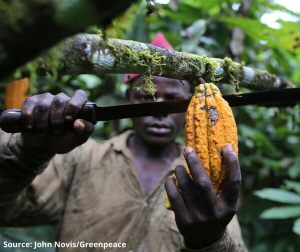 Parliament report on the Regulation on deforestation-free products takes on some concerns of producer country smallholders and NGOs