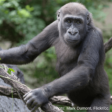 A green treasure in danger: Who is at fault?
