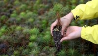 Forest Watch 269 - October 2021
