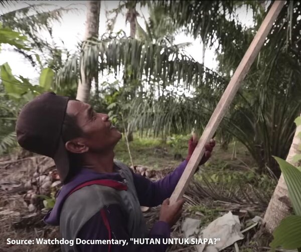 The EU’s new deforestation regulation faces significant challenges in Indonesia