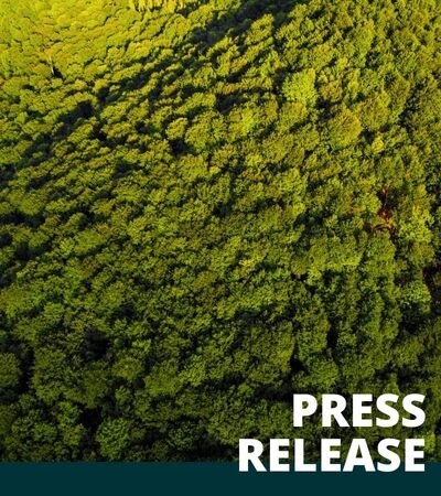 Nature Restoration Law offers hope for EU’s stricken forests