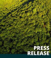 Nature Restoration Law offers hope for EU’s stricken forests