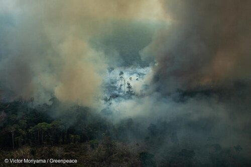 Europeans must face their own role in the destruction of the Amazon