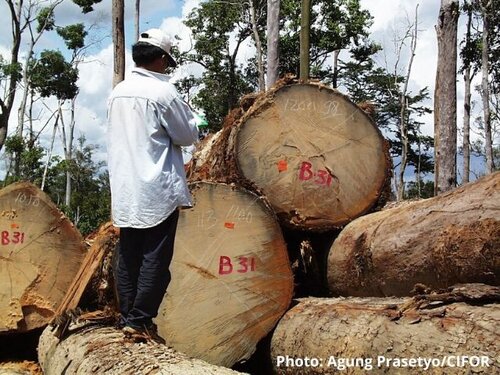Indonesia cites pandemic to set aside its commitments to FLEGT