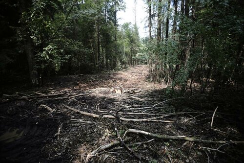 Blog: Białowieża forest struggle is symptomatic of a greater ill