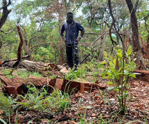 Dwindling hopes, shrinking forests
