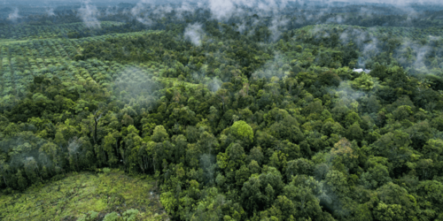 Forest Watch 242 - February 2019