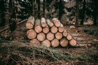 Illegal logging