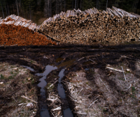 Infringing EU Competition rules? Selling off Estonia’s public forests at under-market prices