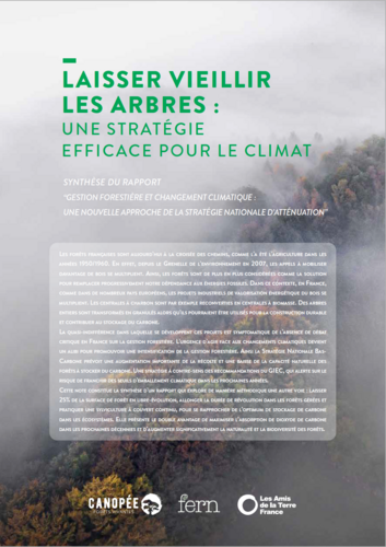 Laisser vieillir les arbres : une stratégie efficace pour le climat