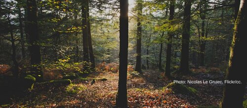 Forest Watch 251 - December 2019