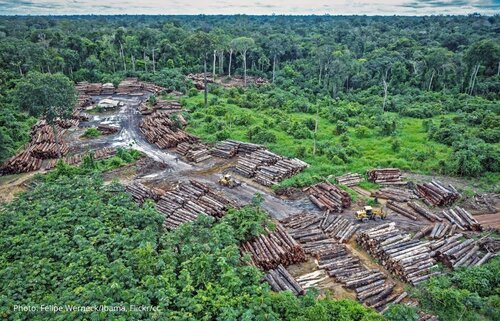 Pourquoi est-il important de lutter contre l'exploitation forestière illégale ?