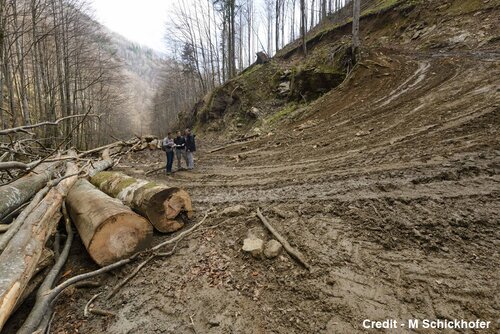 NGOs submit complaint regarding long-term destructive logging in Romania