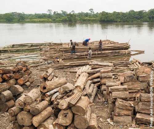 FLEGT ‘Fitness Check’: Abandoning FLEGT licenses would harm forest governance and the legal timber trade