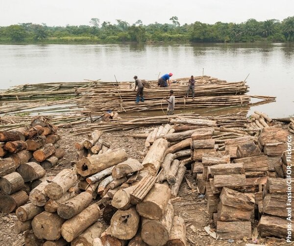 FLEGT ‘Fitness Check’: Abandoning FLEGT licenses would harm forest governance and the legal timber trade