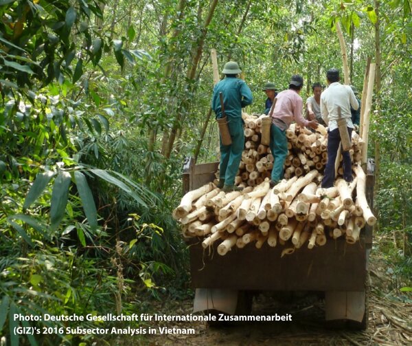 EU biomass-incentives madness reaches Vietnam