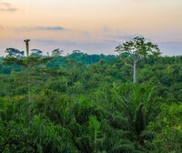 African communities are protesting against offsetting – but the Commission and UAE still rush to establish an African Carbon Market