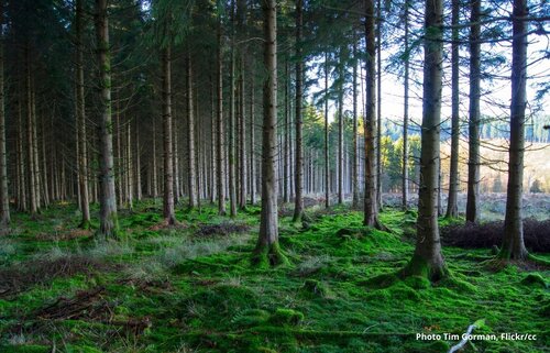 Battle of Forest Strategy visions: Industry prevails, nature loses