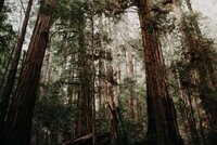 Commission recognises the importance of forests in 2050 low carbon strategy