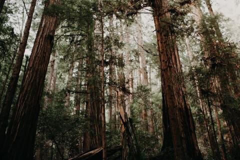 Commission recognises the importance of forests in 2050 low carbon strategy
