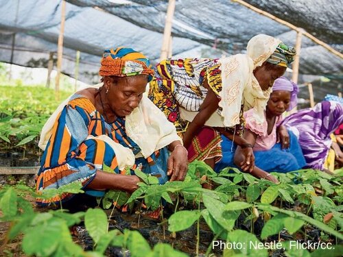 Cocoa update: farmers in West Africa could benefit from higher cocoa prices; calls intensify for EU regulation