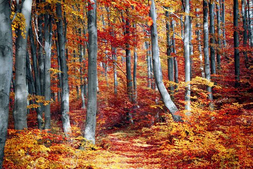 FERN position paper: The new Forest Strategy