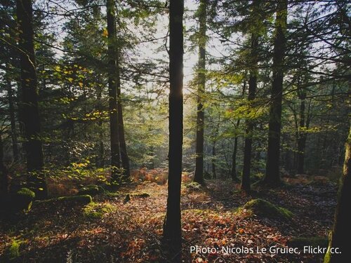 European Green Deal offers hope for the future of forests
