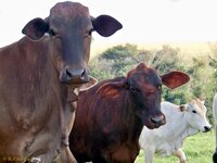 Compelling new evidence shows the EU’s entanglement with illegal deforestation for soy and cattle farming in Brazil