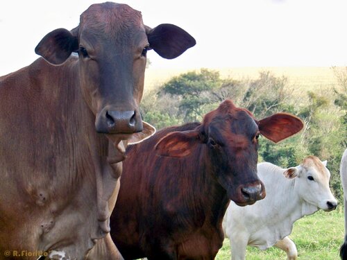 Compelling new evidence shows the EU’s entanglement with illegal deforestation for soy and cattle farming in Brazil