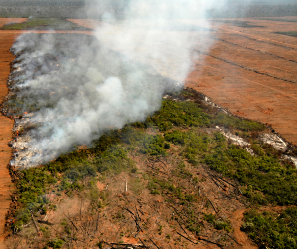 Taking the EUDR pushback too far: Brazilian states pass laws to punish corporate responsibility