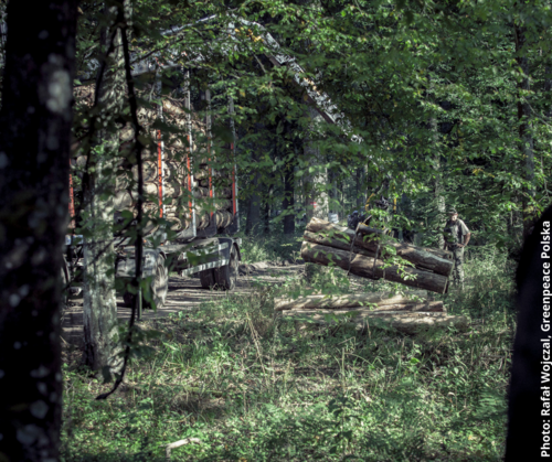 Fit for 55 package – What does it mean for forests?