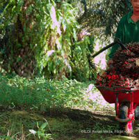 The Netherlands pass regulation to eliminate child labour from supply