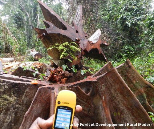 EU deforestation regulation must strengthen the FLEGT process and producer countries’ own efforts to combat deforestation