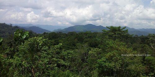 Forest Watch 256 - June 2020