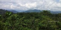 Forest Watch 256 - June 2020
