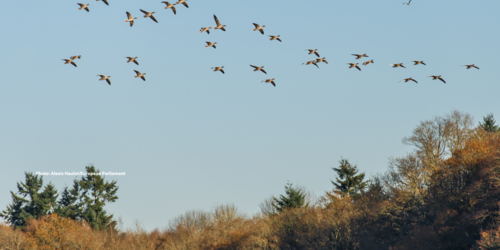Forest Watch 293 - March 2024