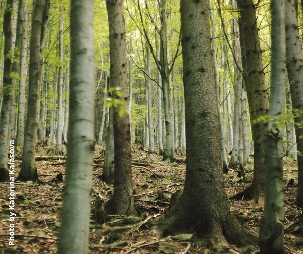 The European Green Deal promises an EU of bigger and better forests: The Taxonomy Regulation makes it impossible