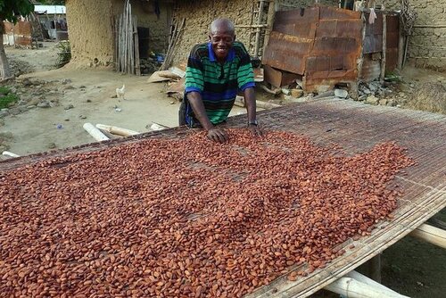Paving the way: learning from Ghana’s VPA process to help meet cocoa commitments