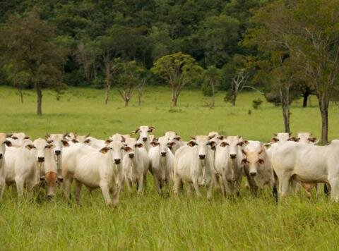 Sacrificing South America’s forests on the altar of EU market access