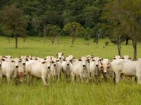 Sacrificing South America’s forests on the altar of EU market access