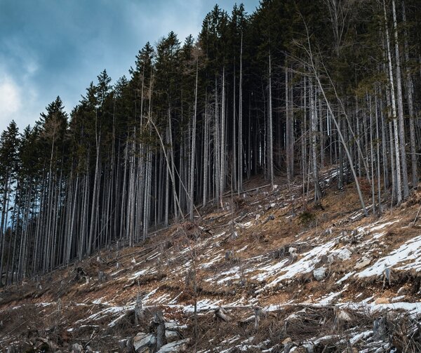 Forests will fall if the energy crisis is used as a pretext to dismantle environmental rules